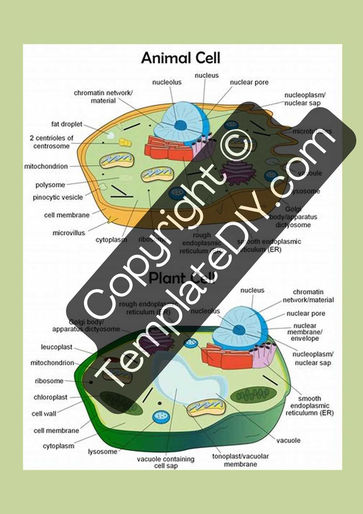 animal cell diagram printable