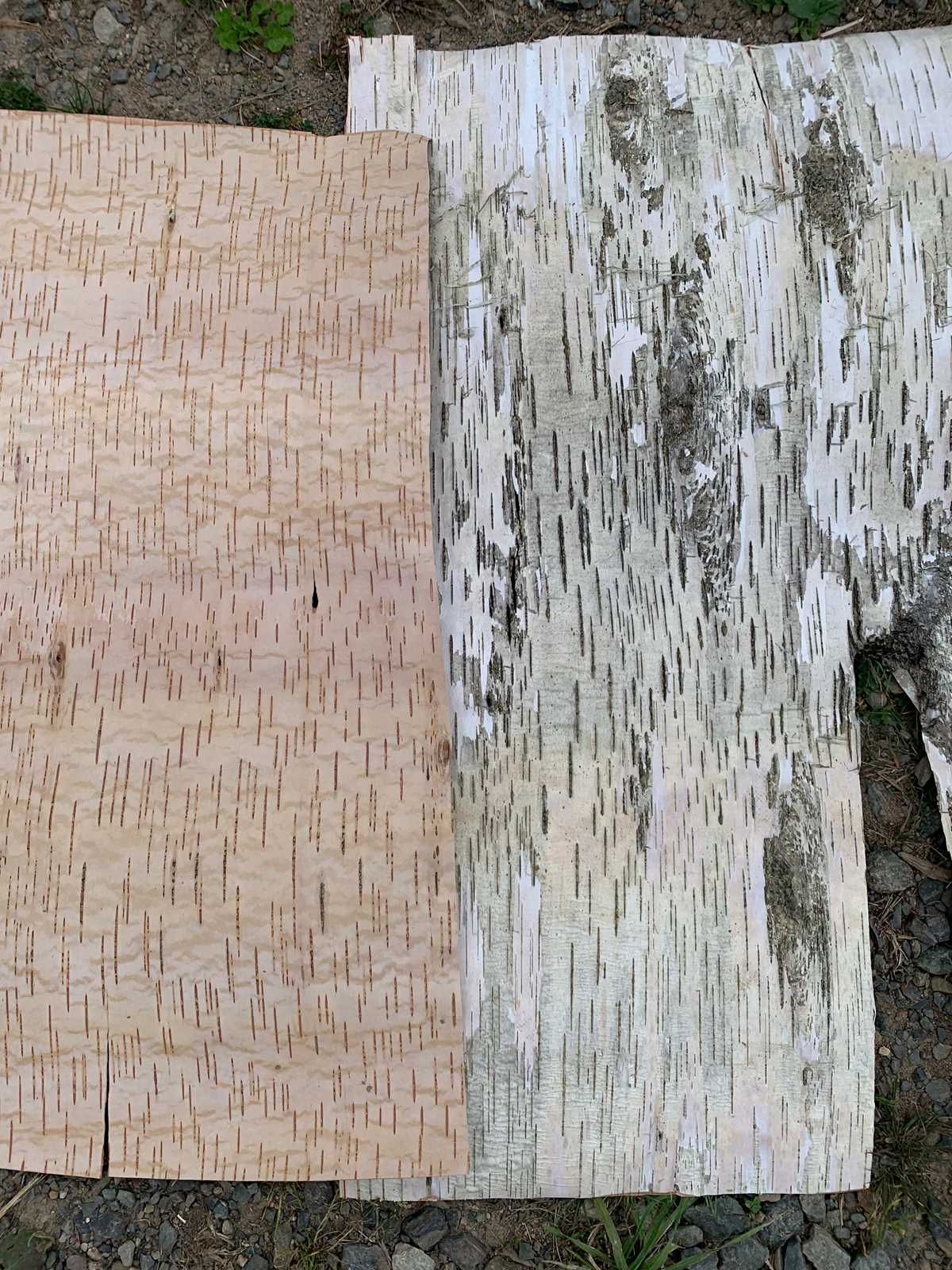 birch bark printable
