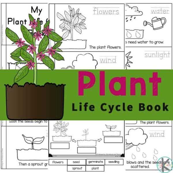 free printable plant worksheets for kindergarten