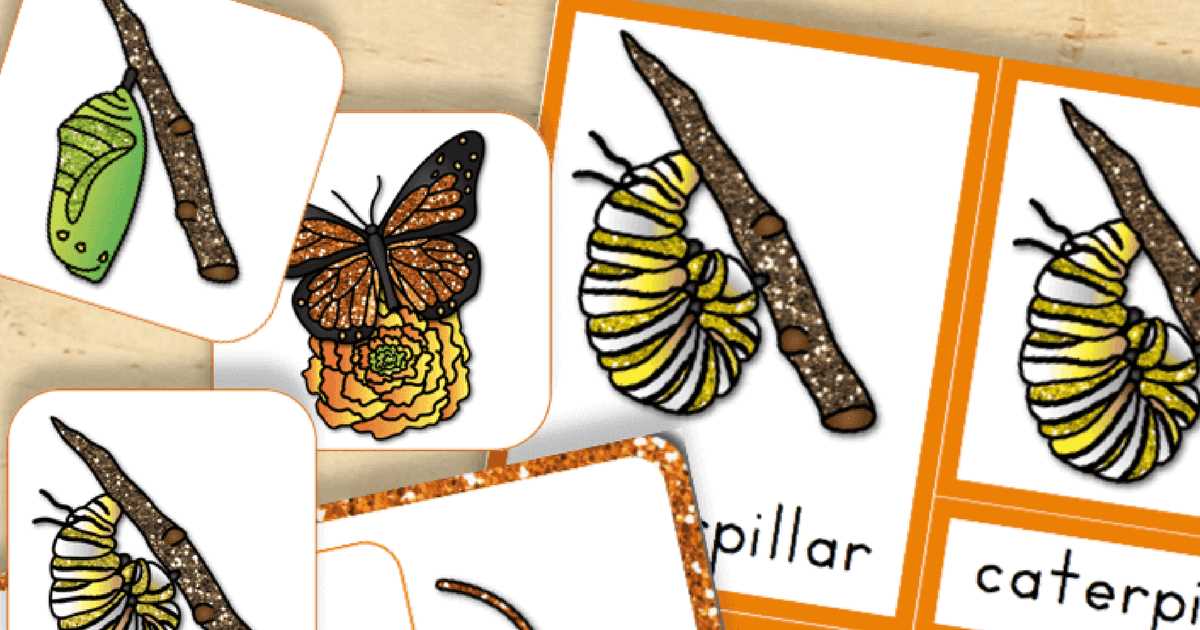 life cycle of a butterfly printables