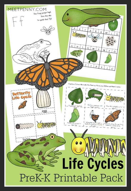 life cycle of butterfly printable
