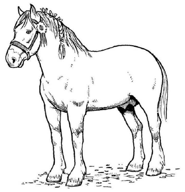 printable coloring horse