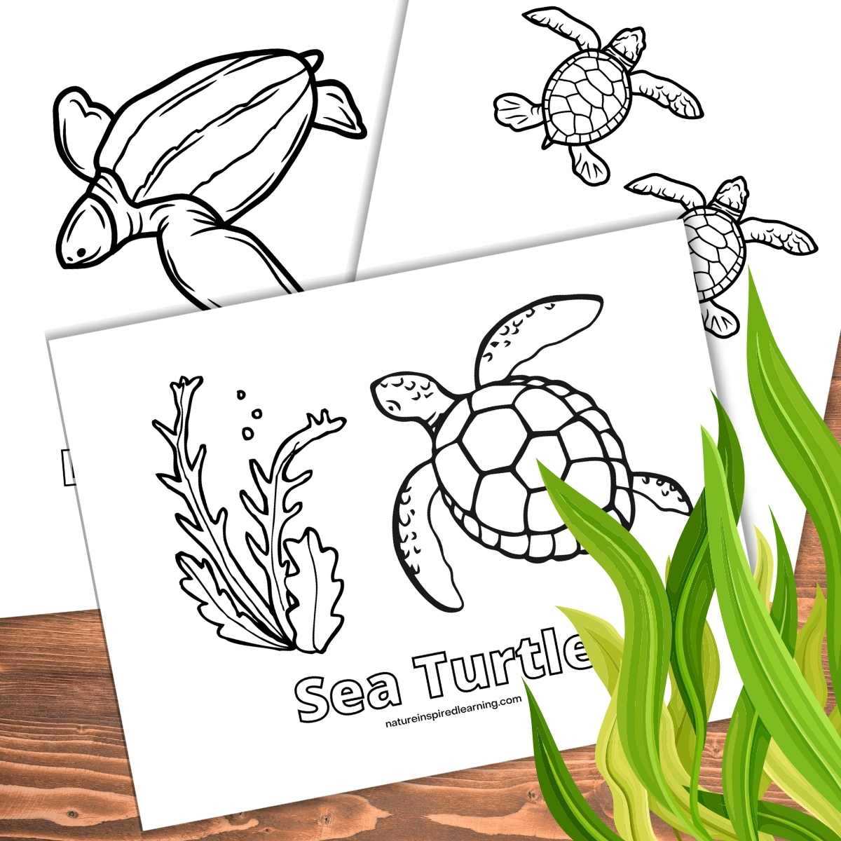 printable coloring pages turtle