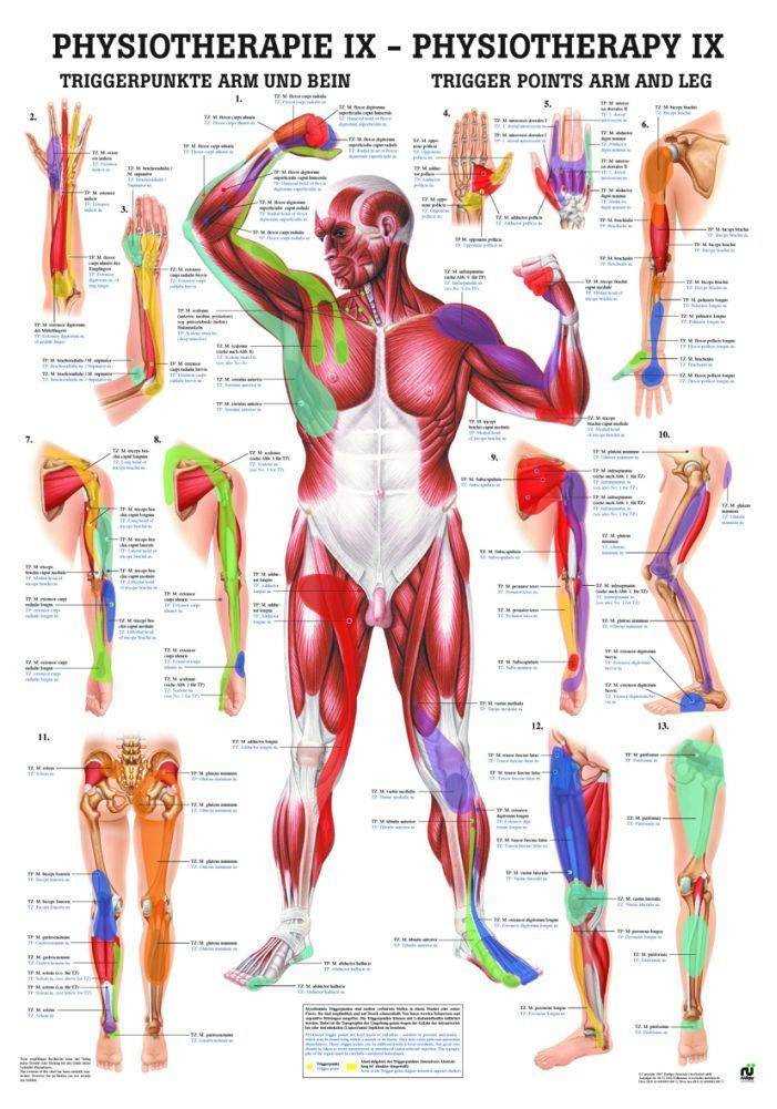 printable trigger point chart