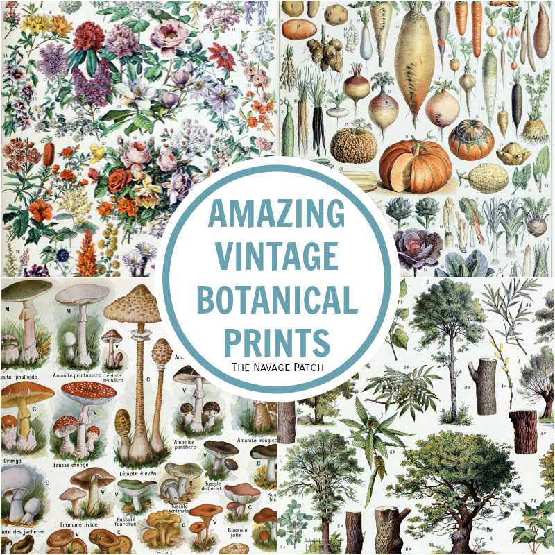 printable vintage images