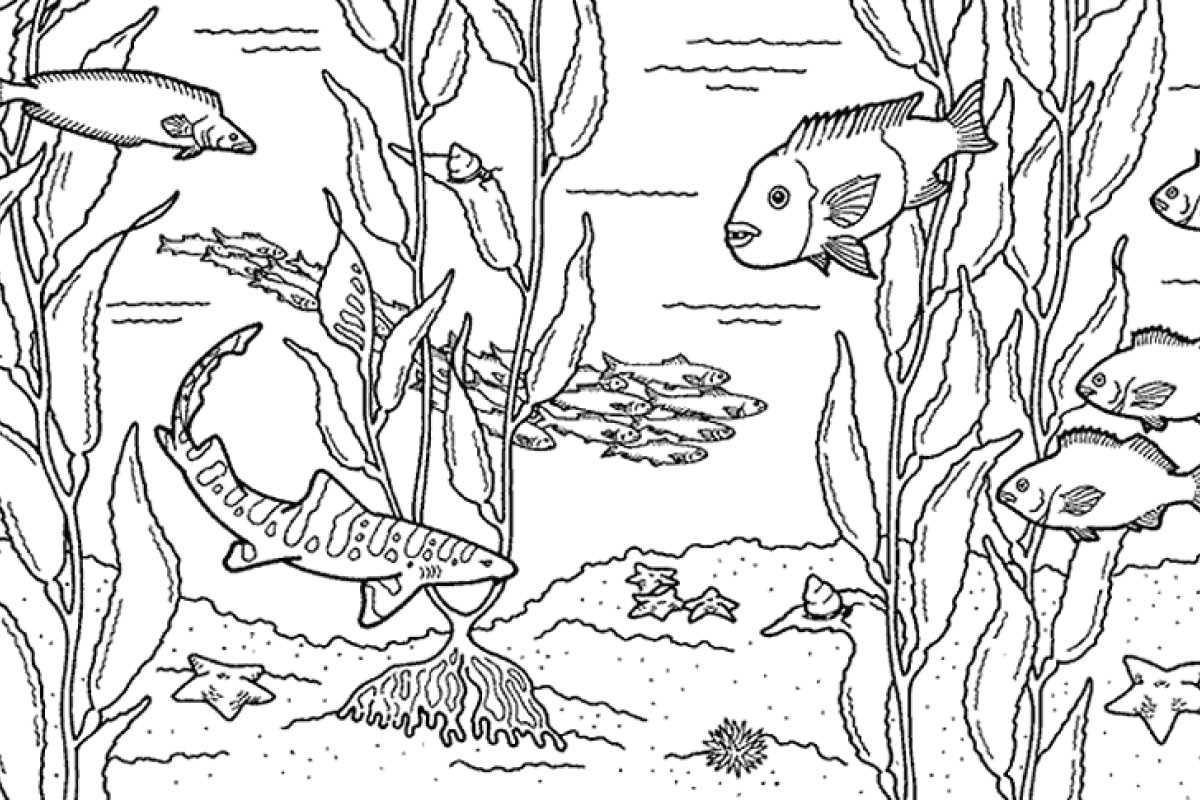 sea animals coloring pages printable