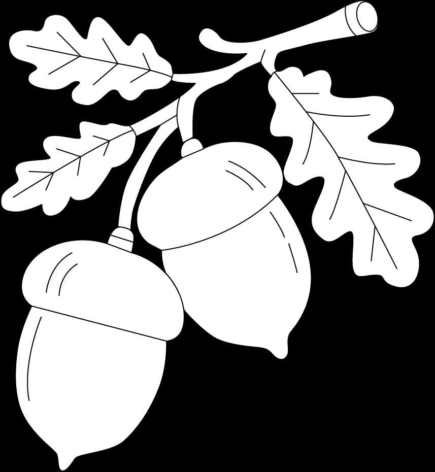 acorn coloring page printable acorn coloring page printable