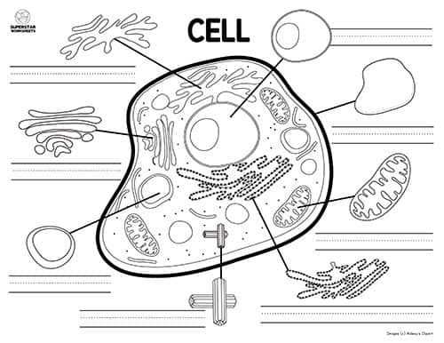 animal cell diagram printable