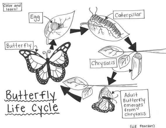 butterfly coloring sheet printable
