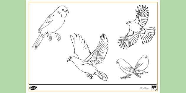 birds coloring pages printable birds coloring pages printable