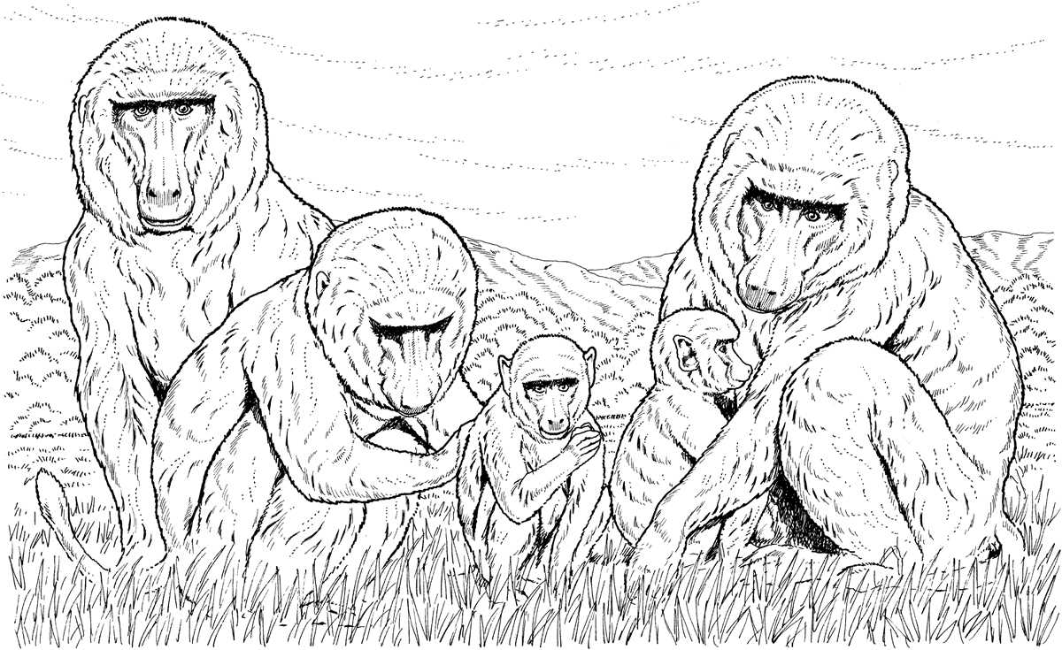 coloring pages monkeys printable