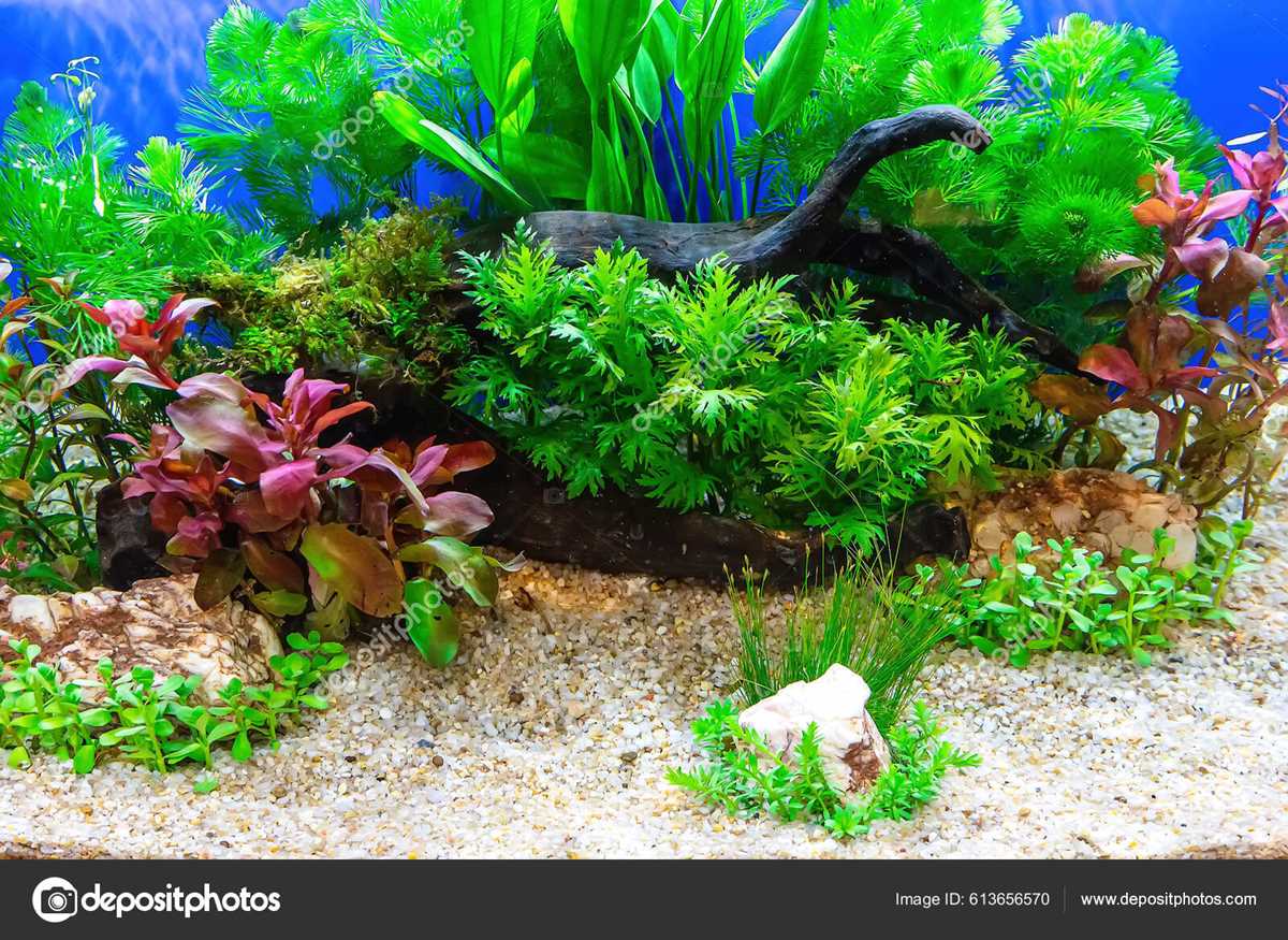 aquarium backgrounds printable