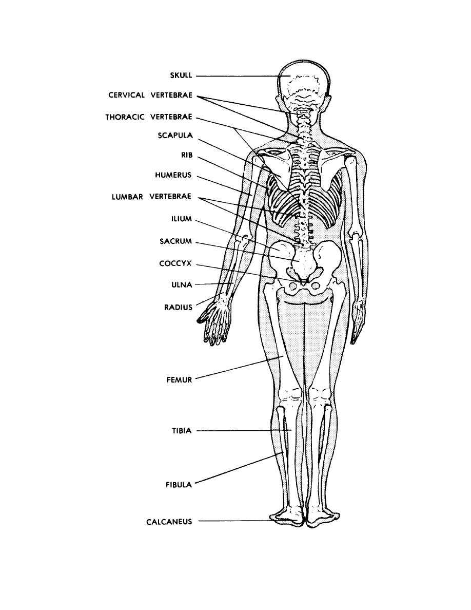 printable blank skeleton diagram