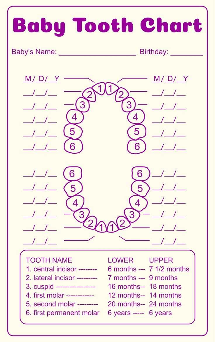 free printable tooth chart printable