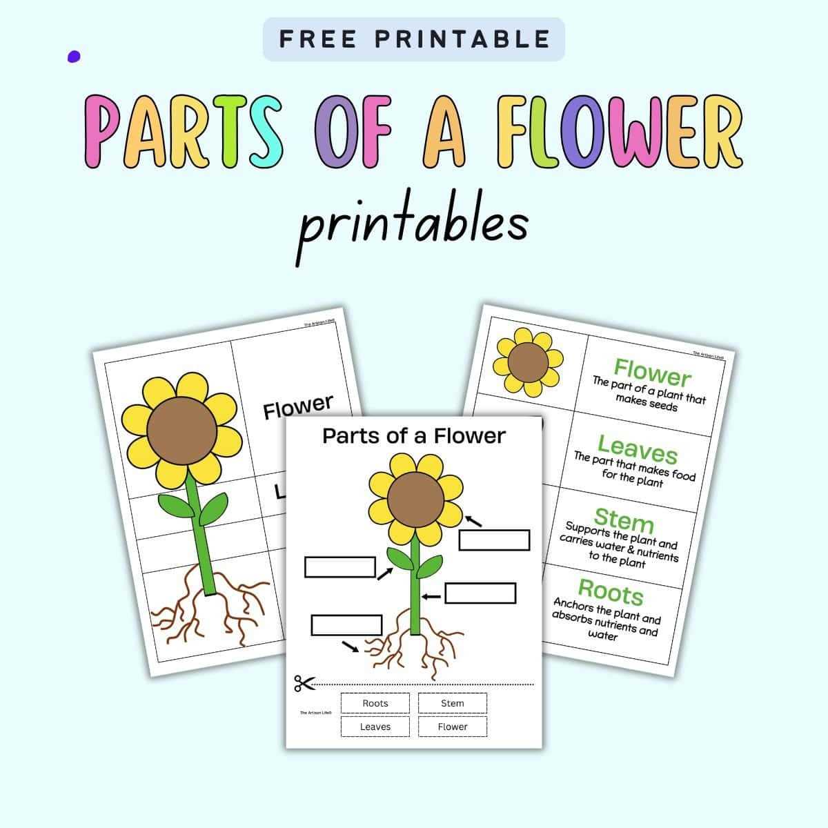 free printable plant worksheets for kindergarten