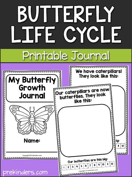 life cycle of butterfly printable
