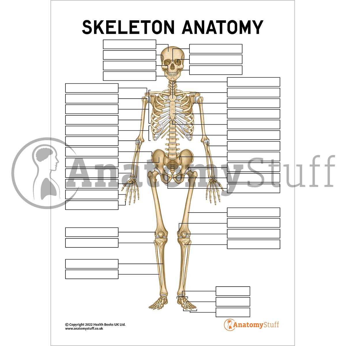 printable blank skeleton diagram