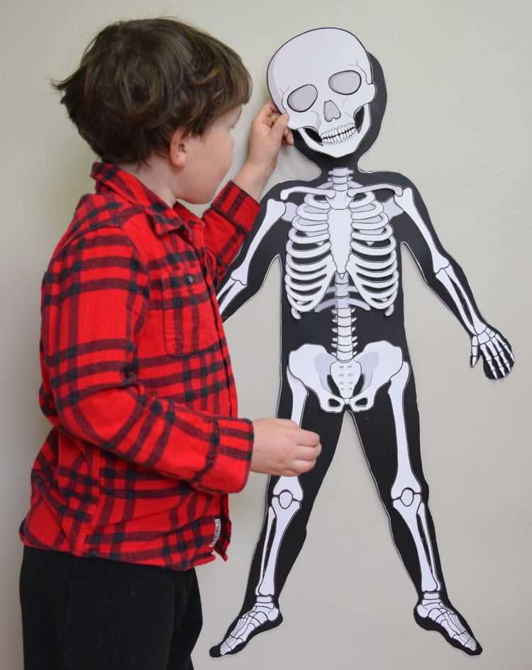 printable blank skeleton diagram