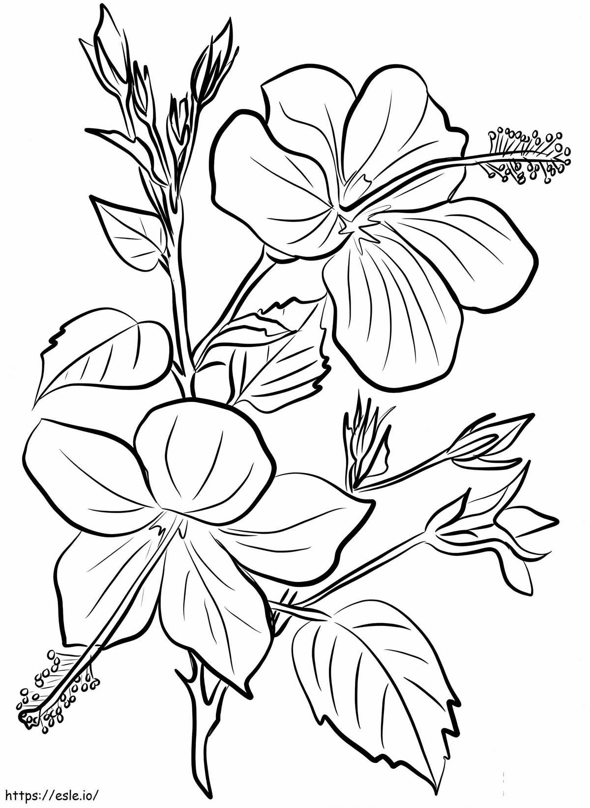 hibiscus flower printable