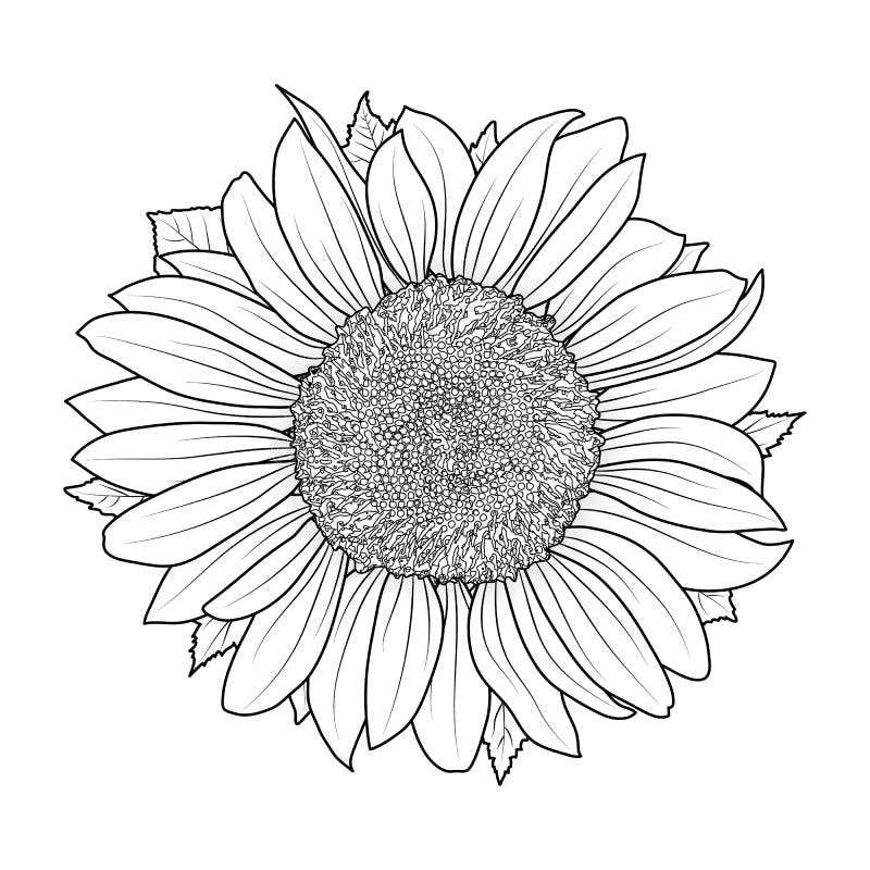 sunflower coloring pages printable