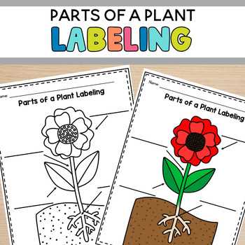 free printable plant worksheets for kindergarten