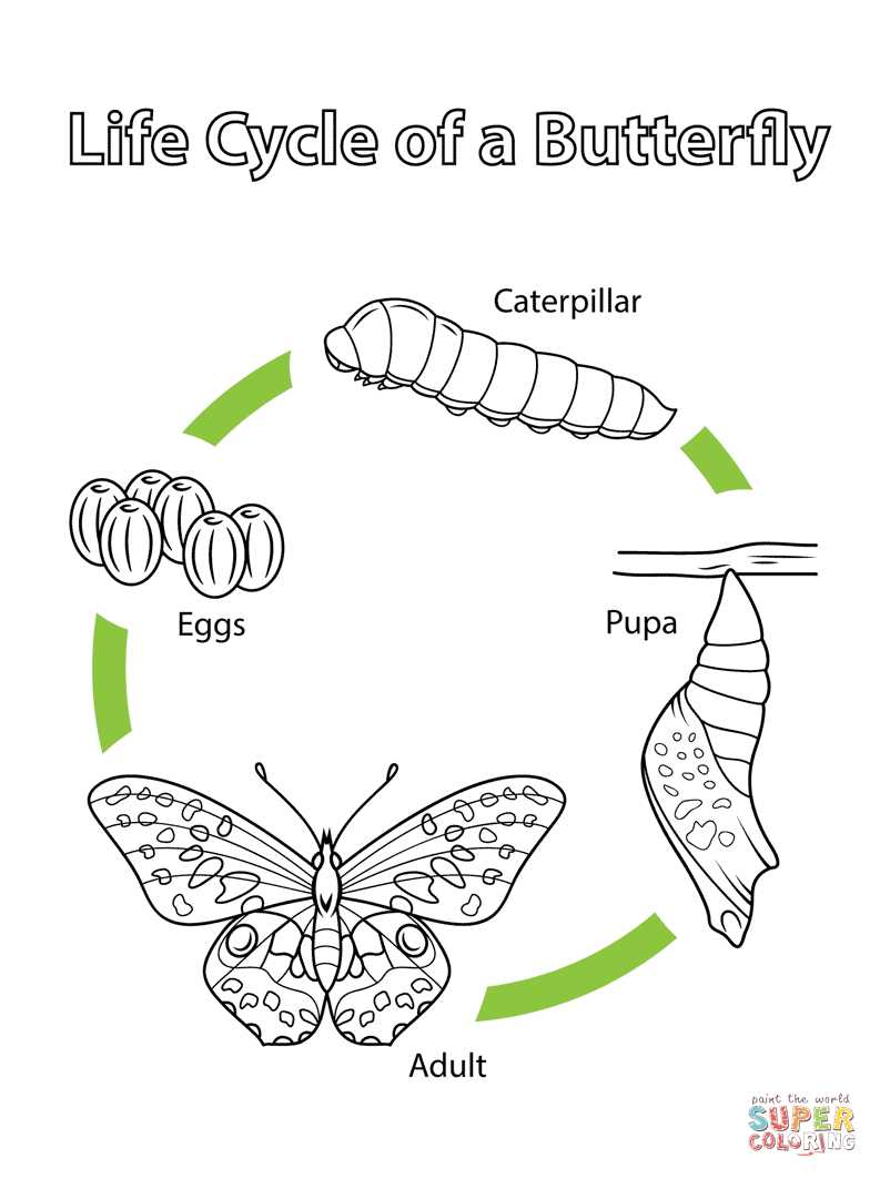 life cycle of butterfly printable