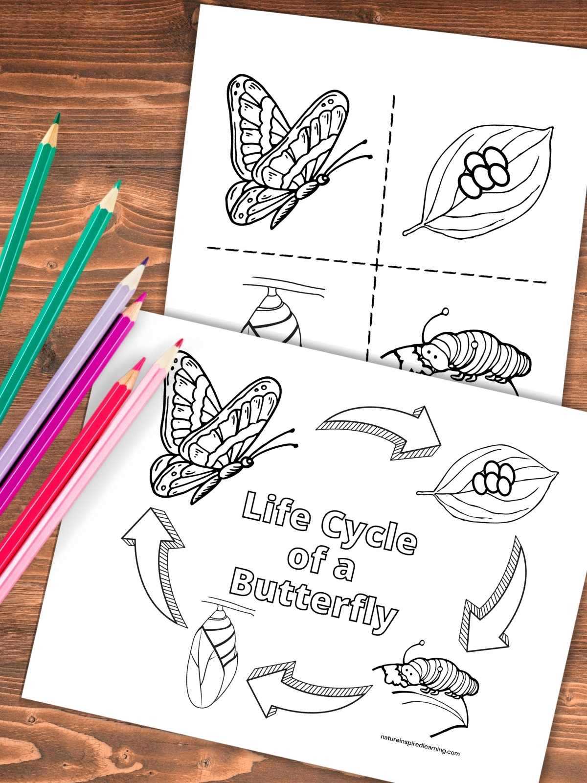 life cycle of a butterfly printables