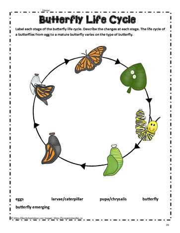 life cycle of a butterfly printables