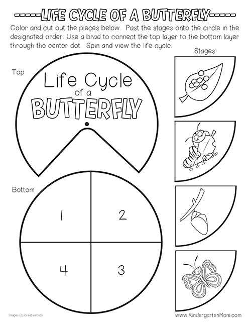life cycle of butterfly printable