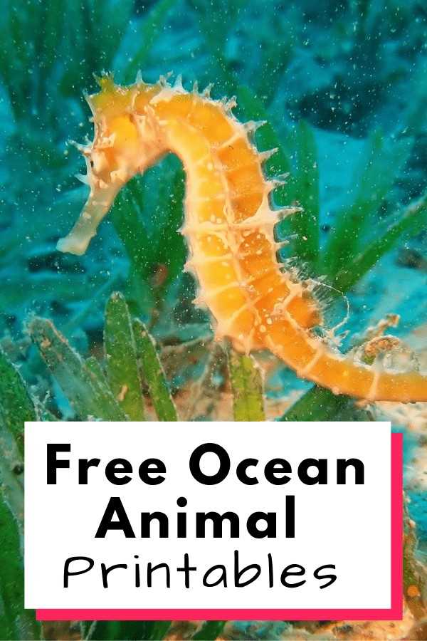 ocean animals printable