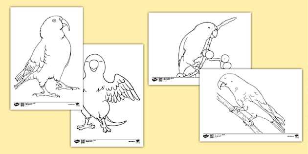 parrot coloring pages printable