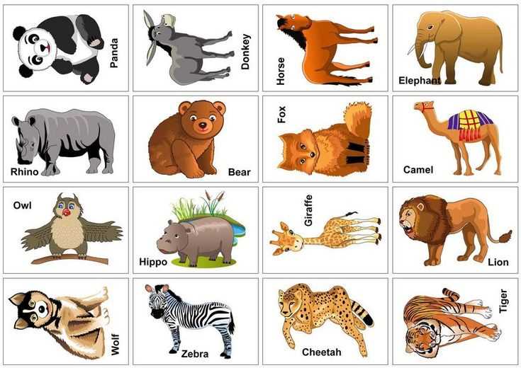 pictures of animals printable