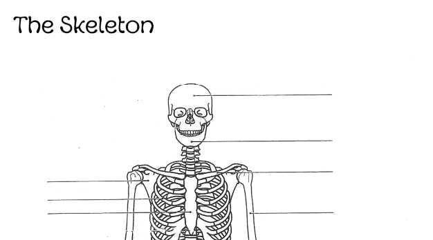 printable blank skeleton diagram
