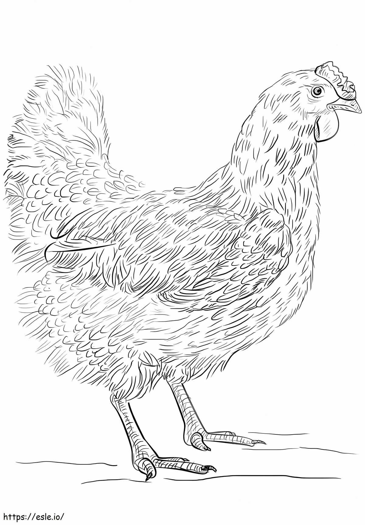 printable chicken coloring pages