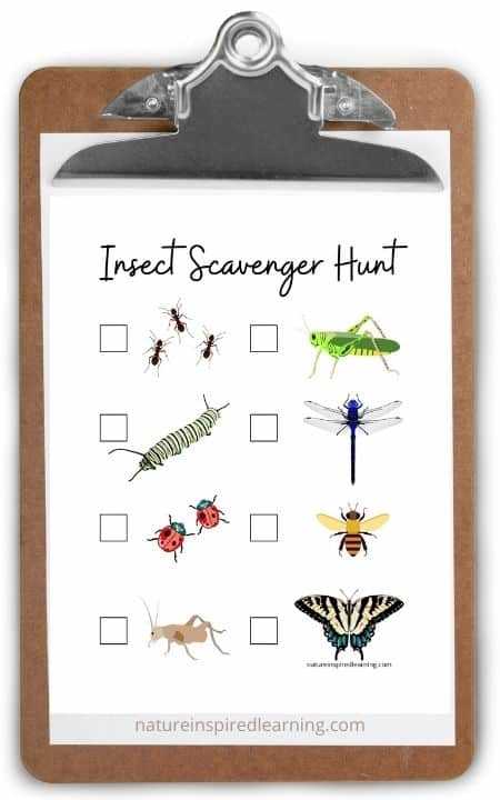 free insect printables