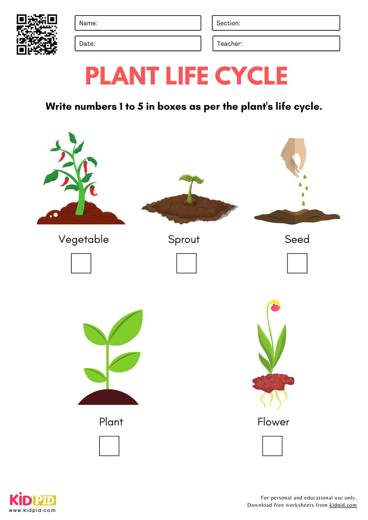 free printable plant worksheets for kindergarten