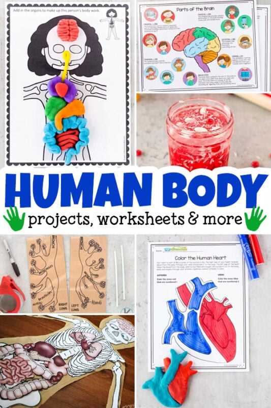 printable body parts art and craft for preschool
