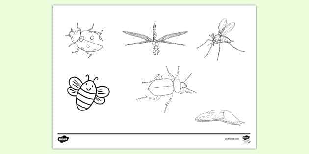 free insect printables