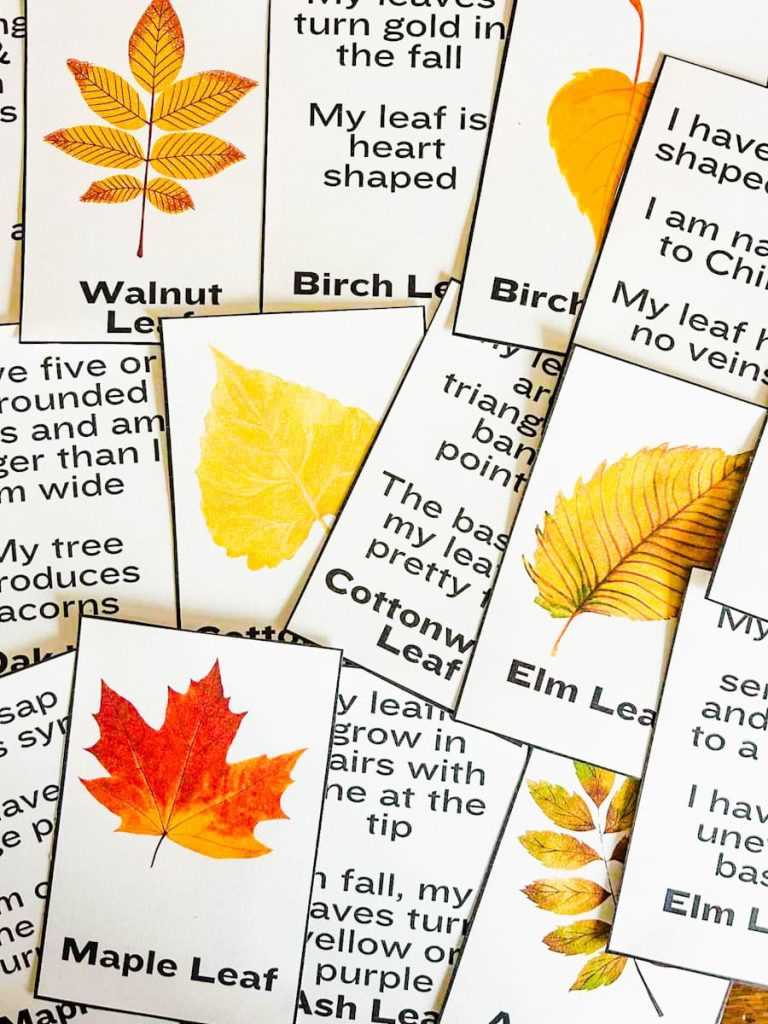 printable leaf shapes printable leaf shapes