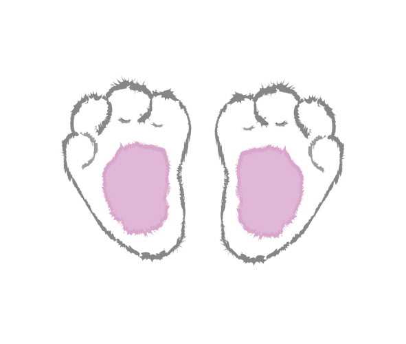 bunny feet printable